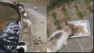 Imagens dos gatos abandonados na orla de Piatã, em Salvador - Reprodução/Vídeo/UOL
