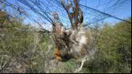 Pássaro capturado ilegalmente no Chipre - Divulgação/RSPB