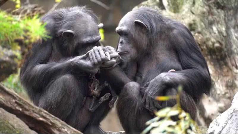 Chimpanzé Natalia carregando filhote morto junto de outra primata - Divulgação/BIOPARC Valência