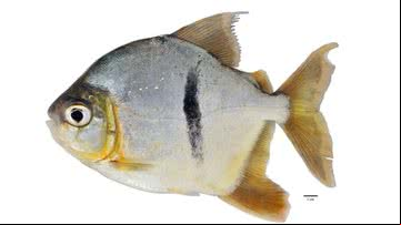 Imagem da espécie do peixe Myloplus sauron - Reprodução/Drexel University