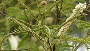 Imagem da antiga planta 'Senegalia caffra', agora 'Senegalia affra' - Licença Creative Commons via Wikimedia Commons