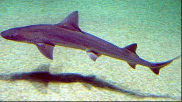 Fotografia de um cação-liso (Mustelus mustelus) - Foto por Sergio Pérez González pelo Wikimedia Commons