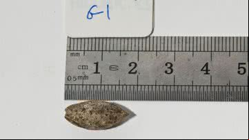 Semente de aproximadamente mil anos encontrada em Israel - Reprodução/Communications Biology