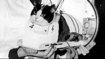 Félicette, a gata enviada ao espaço pela França - Divulgação/Cerma