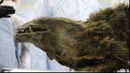A cabeça do urso mumificado encontrado na Sibéria - Dilvugação/Universidade Federal do Nordeste da Rússia