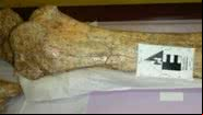 Restos fósseis de mastodontes foram encontrados no Pero - Divulgação/Ingemmet