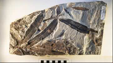 Folhas fossilizadas da espécie Othniophyton elongatum, a 'planta alienígena' - Florida Museum of Natural History/Jeff Gage