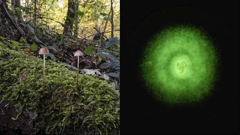 Cogumelo Mycena crocata em floresta na Suíça e bioluminescência de cultura da espécie - Divulgação/Baggenstos/Rudolf