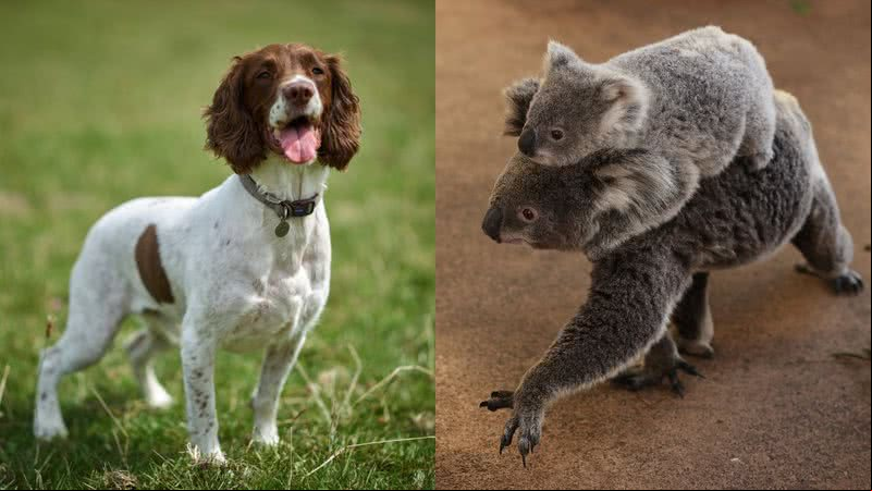 Cão farejador está salvando coalas da extinção na Austrália - Getty Images