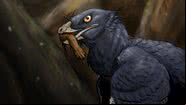 Ilustração representando o microraptor com pata de antigo mamífero na boca - Divulgação/Scimex