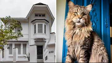 Museu dos Gatos, em Petrópolis, e felino Xartrux - Reprodução/Instagram (@omuseudogatopetropolis) / Reprodução/Instagram (@felinafolia)