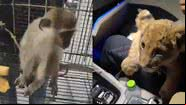 Macaco e filhote de leão mostrados no vídeo - Reprodução