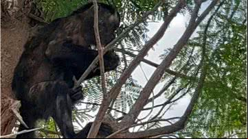 Macaco-prego foi capturado após onda de furtos - Divulgação
