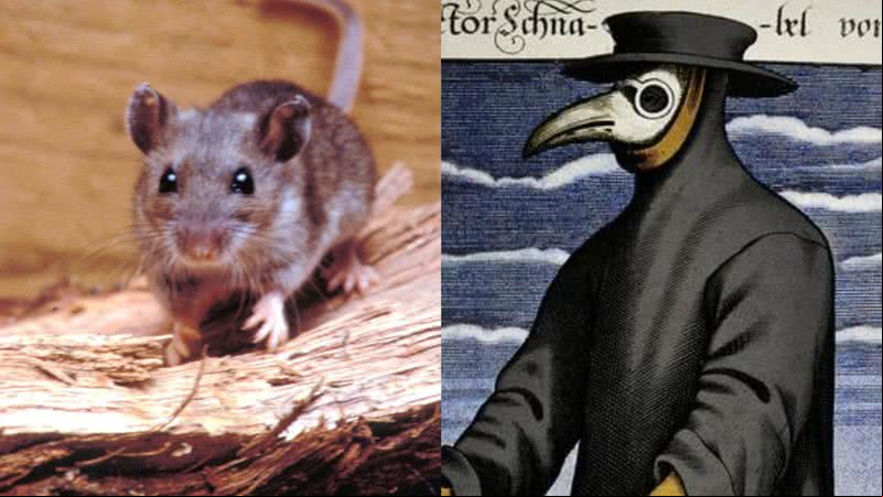 Imagem ilustrativa de rato e ilustração de uma máscara com bico medieval - Getty Images e Divulgação/Domínio público
