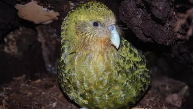 Cácapo, papagaio raro da fauna neozelandesa - New Zealand Department of Conservation