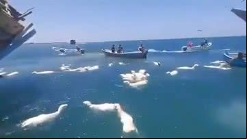 Ovelhas caíram ao mar após naufrágio - Divulgação/Redes sociais