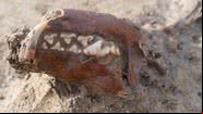 Fóssil preservado de cão usado em ritual - SOLVA Dienst Archeologie