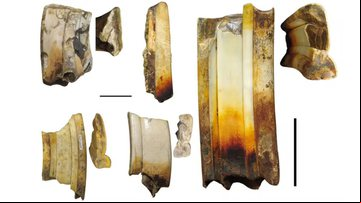 Dentes de Taxodon (à esquerda) e Moxotoxodon (à direita) - Divulgação/Divulgação