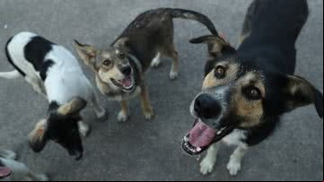 Os cães de Chernobyl - Getty Images