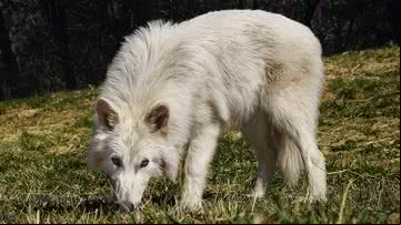 Empresa "criou" os lobos-terríveis em laboratório - Divulgação/Colossal Biosciences