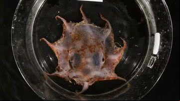 Fotografia de nova espécie de polvo descoberta na Austrália - Divulgação/CSIRO/Cindy Bessey