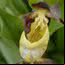Orquídea "Sapatinho de Dama"