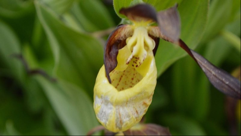 Orquídea "Sapatinho de Dama" - Divulgação/Yorkshire Wildlife Trust