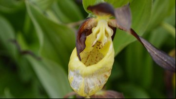 Orquídea "Sapatinho de Dama" - Divulgação/Yorkshire Wildlife Trust