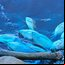 Corante azul foi derramado em lago no Parque Tulipas