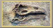 07 de março é o dia oficial do paleontólogo, segundo a Sociedade Brasileira de Paleontologia (SBP) - Créditos: Reprodução / Amazon