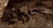 Fotografia do fóssil de cavalo encontrado em Las Vegas - Divulgação/KNTV