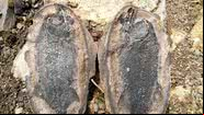 Fóssil do peixe Watsonulus, entre os fósseis encontrados na China - Reprodução / Xu Dai
