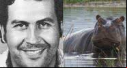 Fotografia de Pablo Escobar e hipopótamo - Divulgação