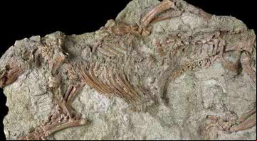 Esqueleto do Adalatherium - Nature Research