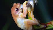 A perereca polinizadora, Xenohyla truncata - Divugação/Twitter/@herpetonogueira