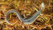 Foto da nova espécie de lagarto descoberta no Peru - Reprodução/Taxonomy
