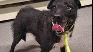A cachorra Rose, que viveu em floresta por 7 anos - Arquivo pessoal