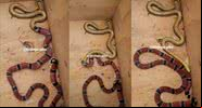 Imagens da cobra coral 'vomitando' a outra cobra - Divulgação/ Instagram/ @biologo.giba