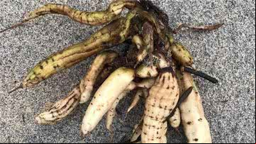 Raízes da planta foram encontradas em Carbis Bay - Divulgação / Facebook