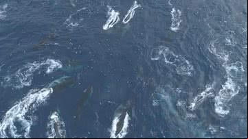 Baleias-comuns achadas na Ilha Elefante, Antártica - Divulgação/ Youtube Canal The Guardian