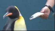 Pinguim recusa nova dieta - Divulgação / Redes Sociais