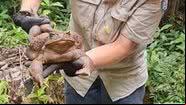 Sapo gigante encontrado na Austrália - Divulgação/Queensland Environment